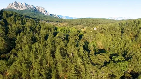 Pine Forest and Mountain Aerial View Video stock 130112491