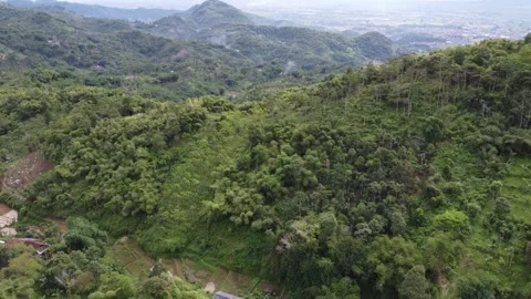 Pine Forest and Mountain Video stock 241972217