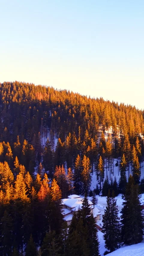 Pine forest and mountain hillside in winter, Bulgaria Vertical video. Stock Footage 347396982