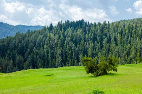 Pine forest and mountain layers landscape Fotos de archivo