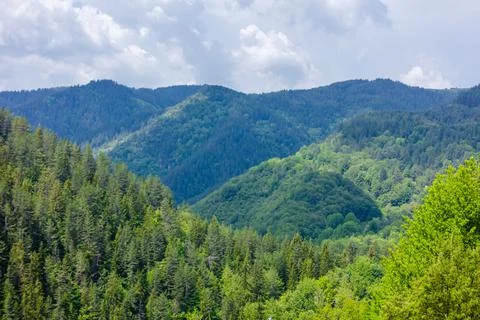 Pine forest and mountain layers landscape Stock Photos