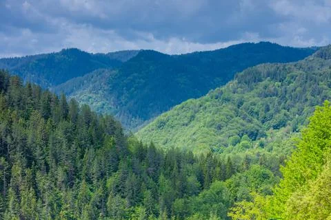 Pine forest and mountain layers landscape Stock Photos