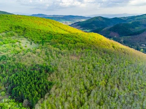 Pine forest and mountain layers landscape Stock Photos