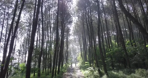 "Pine Forest and Mountain Majesty: A Drone  View of Java's Nature Stock Footage 237793832