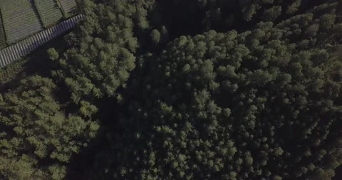"Pine Forest and Mountain Majesty: A Drone  View of Java's Nature Stock Footage 237793995