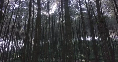 "Pine Forest and Mountain Majesty: A Drone  View of Java's Nature Stock Footage 237797522