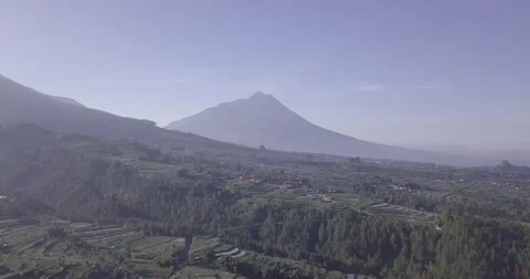 "Pine Forest and Mountain Majesty: A Drone  View of Java's Nature Video stock 237801039