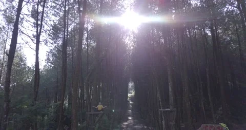 "Pine Forest and Mountain Majesty: A Drone  View of Java's Nature Stock Footage 237807765