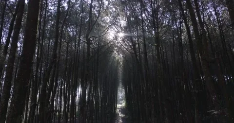 "Pine Forest and Mountain Majesty: A Drone  View of Java's Nature Stock Footage 237808044
