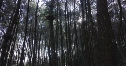 "Pine Forest and Mountain Majesty: A Drone  View of Java's Nature Stock Footage 237808234