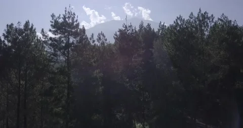 "Pine Forest and Mountain Majesty: A Drone  View of Java's Nature Video stock 237808470