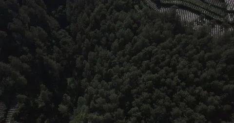 "Pine Forest and Mountain Majesty: A Drone  View of Java's Nature Stock Footage 237808715