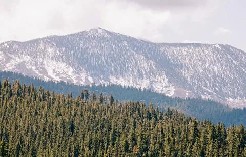Pine forest and mountains on the background. Stock Photos
