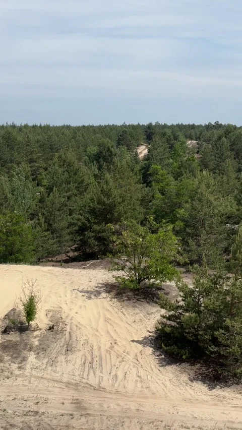Pine forest and pale sand dunes under a hazy sky 動画素材 348731386