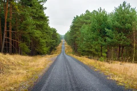 Pine forest and road Stock Photos