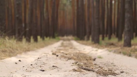 Pine forest and the road through it. Narrow focus. 库存影片 150260418