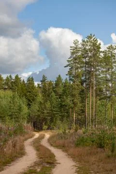 Pine forest and a sandy road Stock Photos