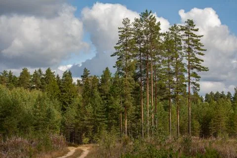 Pine forest and a sandy road Stock Photos