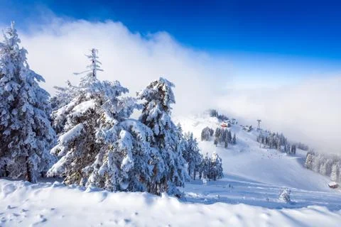 Pine forest and ski slopes covered in snow on winter season Stock Photos