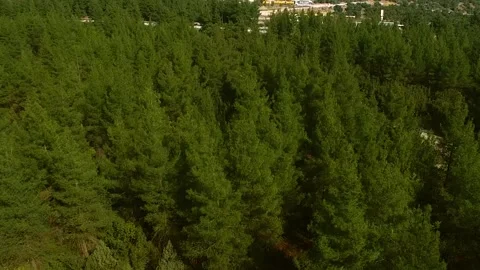 Pine Forest and Stone Pit Aerial View, in Sunny Day Stock Footage 146175783