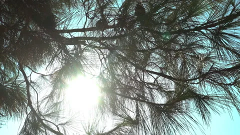 Pine forest and sun 库存影片 248888847