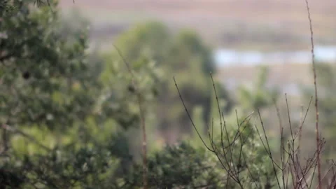 Pine forest and swamp. Ecological system Stock Footage 106120792