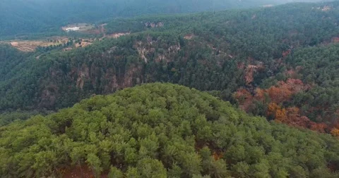 Pine Forest and Valle in Cloudy Day Aerial View Stock Footage 145691477