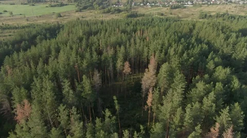 Pine forest and village in the background Stock Footage 159485734