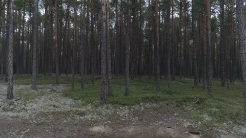 Pine forest and white moss in the depth of Siberia Stock Footage 281529370