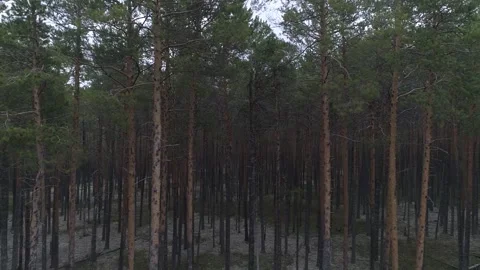 Pine forest and white moss in taiga. Aerial view Stock Footage 281529408