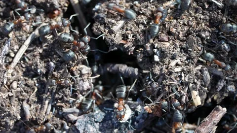 Pine forest anthill. Life of red ants in forest. the routine of the most Stock Footage 153158655