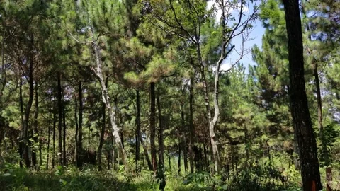 Pine forest atmosphere during the day Stock Footage 208856559