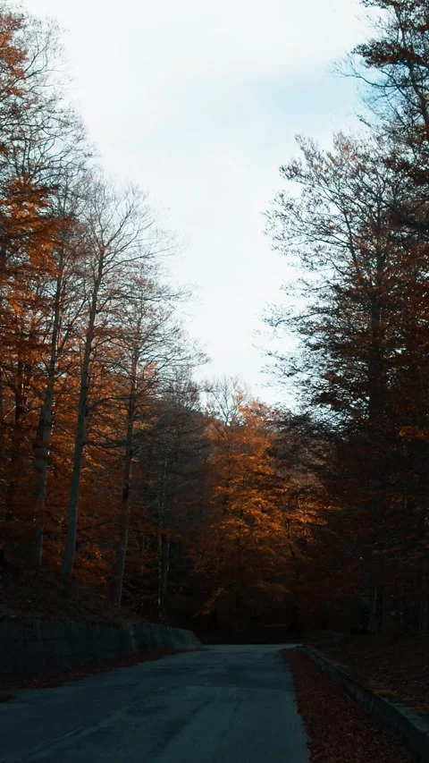Pine Forest with Autumn Breeze Stock Footage 284157770