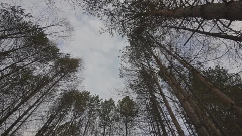 Pine forest in autumn. The camera looks from the bottom up and moves Video stock 169384074