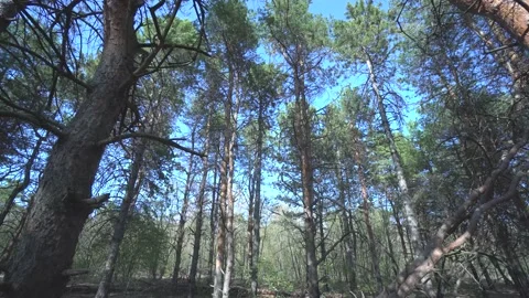 Pine forest in the autumn. Camera move forward to the top of trees. Blue sky and Stock Footage 141582090