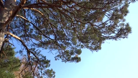 Pine forest on an autumn day Stock Footage 252676975