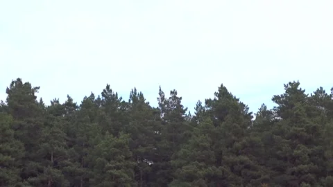 Pine forest on an autumn day Video stock 252927896