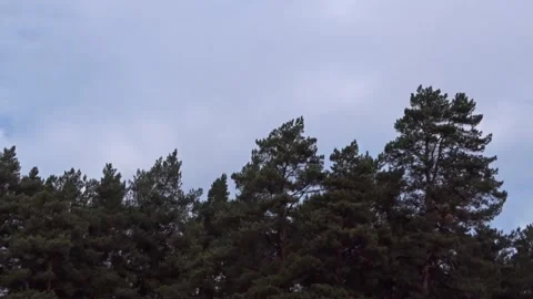 Pine forest on an autumn day Stock Footage 252928067