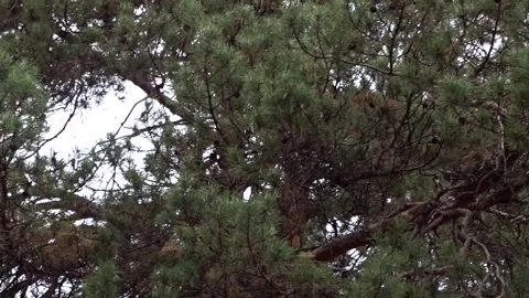 	Pine forest on an autumn day Stock Footage 260376203