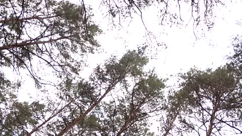 	Pine forest on an autumn day Stock Footage 260376207