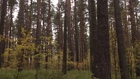 	Pine forest on an autumn day Stock Footage 260376211