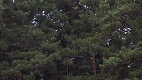 	Pine forest on an autumn day Stock Footage 260376213