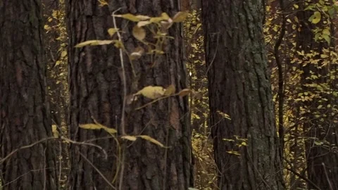 	Pine forest on an autumn day Stock Footage 260397733