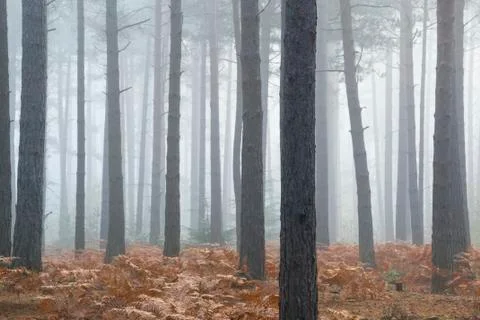 Pine forest Autumn Fall landscape foggy morning Stock Photos
