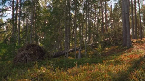 Pine Forest in Autumn with Fallen Tree and Warm Sunlight in Sweden Stock-Footage 348142873