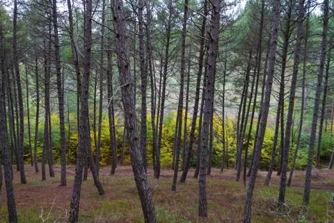 Pine forest in autumn 写真素材
