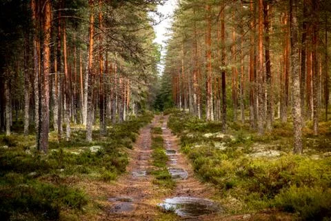 Pine forest at autumn Foto stock