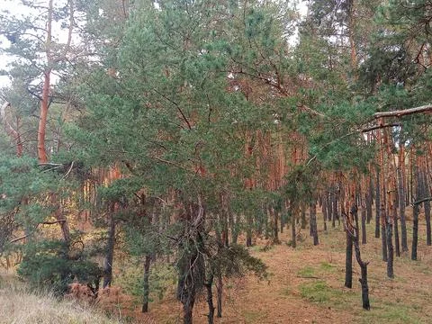 Pine forest in autumn Stock Photos