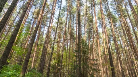 Pine Forest in Autumn Timelapse Stock Footage 117598963