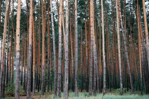 Pine forest as a backdrop, beautiful and wild nature landscape Stock Photos